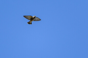 Ashy Woodswallow, Artamus fuscus