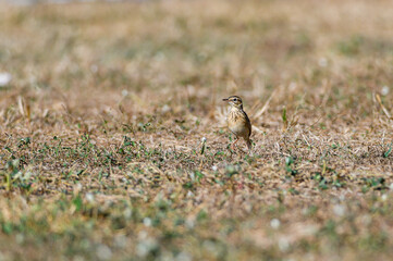Paddyfield Pipit, Anthus rurulus