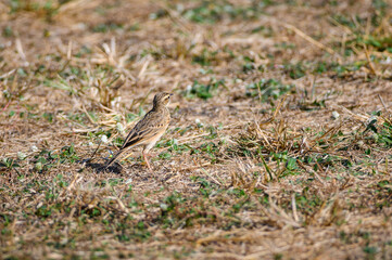 Paddyfield Pipit, Anthus rurulus