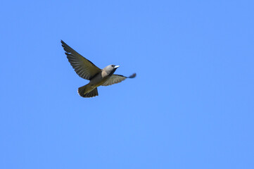 Ashy Woodswallow, Artamus fuscus