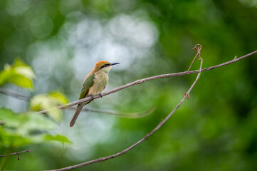 Green Bee-eater