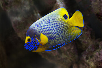 Blue-headed emperor sea fish