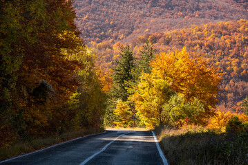 Naklejka na ściany i meble Road in autumn forest with colorful trees and plants, seasonal landscape