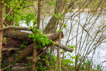 Mill Pond