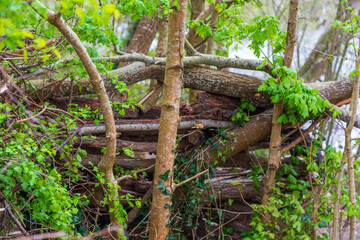 Fototapeta premium Mill Pond