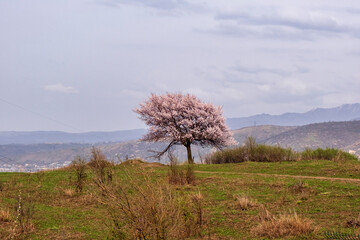 flowering tree on a hill in spring