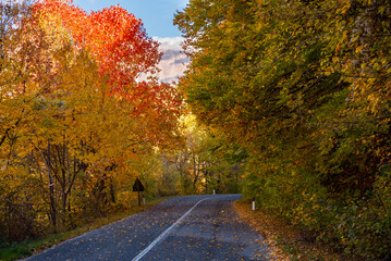 Obraz premium Road in autumn forest with colorful trees and plants, seasonal landscape