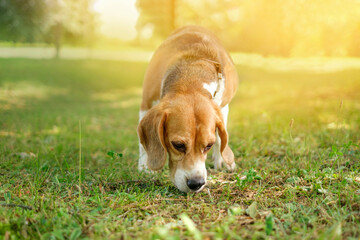 Thoroughbred purebred dog Beagle walks in the park sniffing the grass. Daily walks with a dog in...