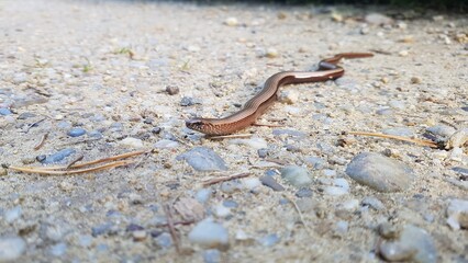 worm on the ground