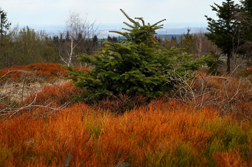 Świerk wśród krzewinek czarnej jagody. © Adam
