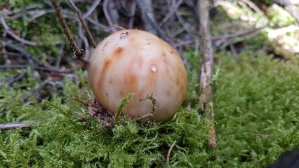 mushrooms in the grass