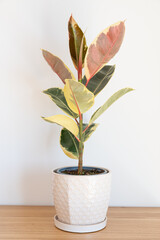 Ficus elastica Tineke plant with beautiful variegated leaves