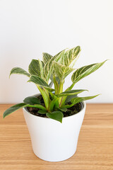 Philodendron birkin variety with deep green leaves and white stripes