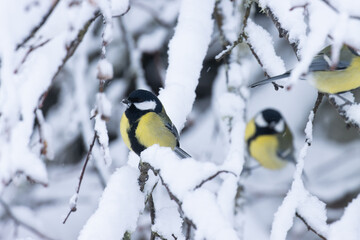 Great tits in the middle of snowy branches in wintry boreal forest	