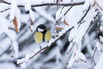 Obraz na płótnie Canvas Common European songbird Great tit perched on a snowy branch in the middle of wintry boreal forest 