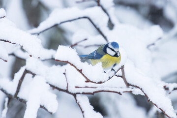 Small Blue tit, Cyanistes caeruleus perched on a snowy branch in a wintry boreal forest	