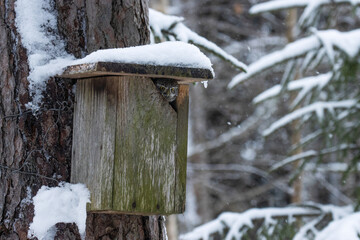Small Eurasian pygmy owl, Glaucidium passerinum looking from a birds nesting box in boreal forest	
