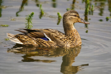 Female mallard duck swimming in lake 