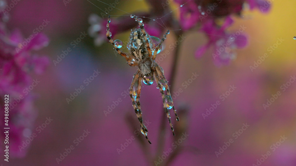 Poster spider on web with dew in summer meadow. creative. wild spider on web after rain in summer meadow. s