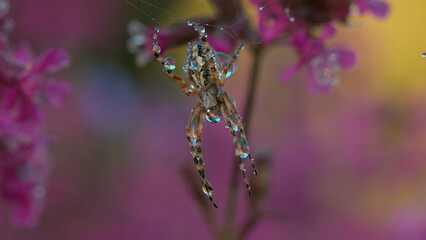 Spider on web with dew in summer meadow. Creative. Wild spider on web after rain in summer meadow. Sunny day in macro world of meadow