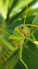 grasshopper