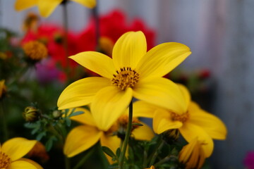 Yellow Flower