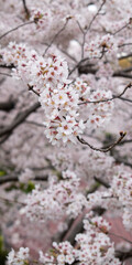 cherry blossom