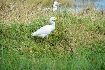 Egret hunting in grassland environment, La pampa, Argentina.