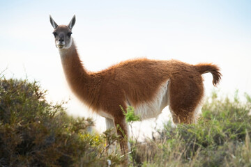 Guanaco in semidesertic landscape, Peninsula Valdes, Patagonia, Argentina
