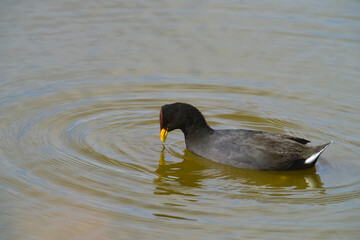 Red fronted Coot eating in a lagoon, Patagonia, Argentina