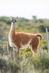 Guanaco in semidesertic landscape, Peninsula Valdes, Patagonia, Argentina
