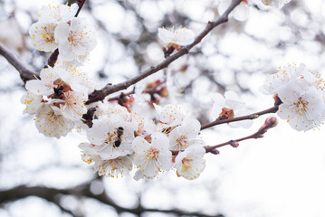 apricot color. spring april sakura bee on a flower