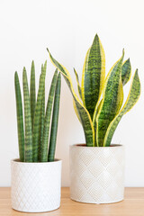 Sansevieria cylindrica and laurentii (Dracaena trifasciata, mother in law tongue, snake plant) against white background