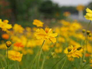 Yellow cosmos flower