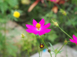 pink cosmos flower is blooming in the garden