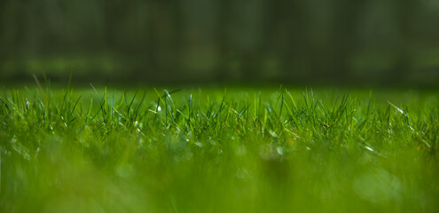 Fototapeta zielona trawa na wiosne, piękny zielony trawnik w ogrodzie obraz