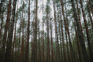 forest in the morning light on spring ukraine