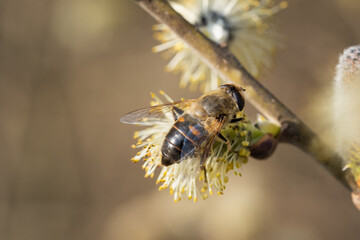 Common drone fly (Eristalis tenax) sitting on catkin from a pussy willow tree in spring
