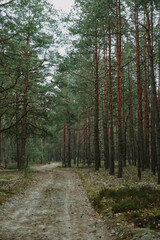 Obraz premium forest in the morning light on spring ukraine