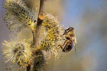Busy Common drone fly (Eristalis tenax) working and pollinating catkin of willow tree in sunny spring day.