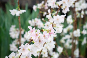 white flowers of cherry blossoms in the garden