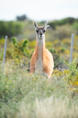 Guanaco in semidesertic landscape, Peninsula Valdes, Patagonia, Argentina