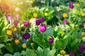 Beautiful field with violet and yellow tulips at summer time
