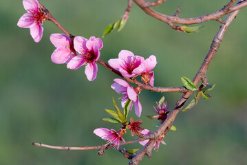 Fototapeta na wymiar Plum tree blossoming in the orchard