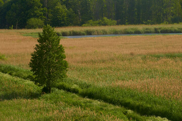 Fototapeta premium beautiful green tree in the Przemkowski Landscape Park in Poland on spring 