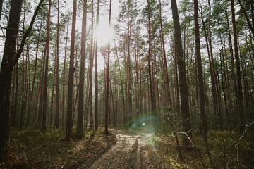 forest in the morning light on spring ukraine
