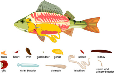 Educational game: assembling internal anatomy of fish from ready-made components in form of stickers. Educational material with structure of perch (Perca fluviatilis) for biology lesson - obrazy, fototapety, plakaty