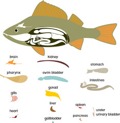 Educational game: assembling internal anatomy of fish from ready-made components in form of stickers. Educational material with structure of perch (Perca fluviatilis) for biology lesson