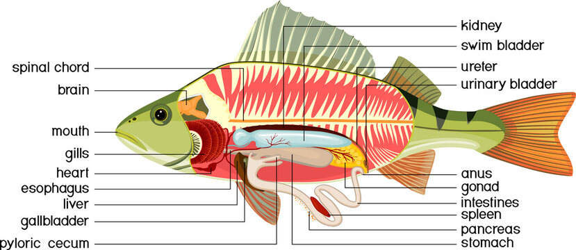 Internal anatomy of fish. Educational material with structure of perch (Perca fluviatilis) for biology lesson