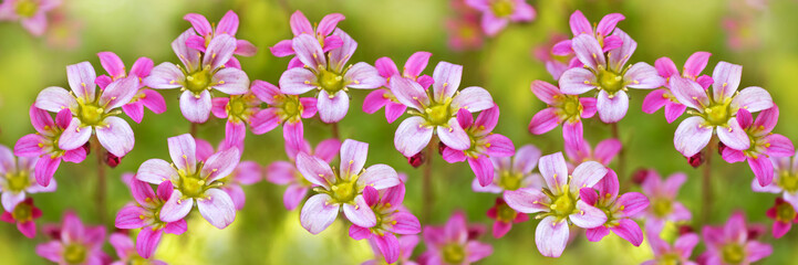 Small unusual pink saxifrage flowers on a large-format unfocused background. Close-up of blooming...